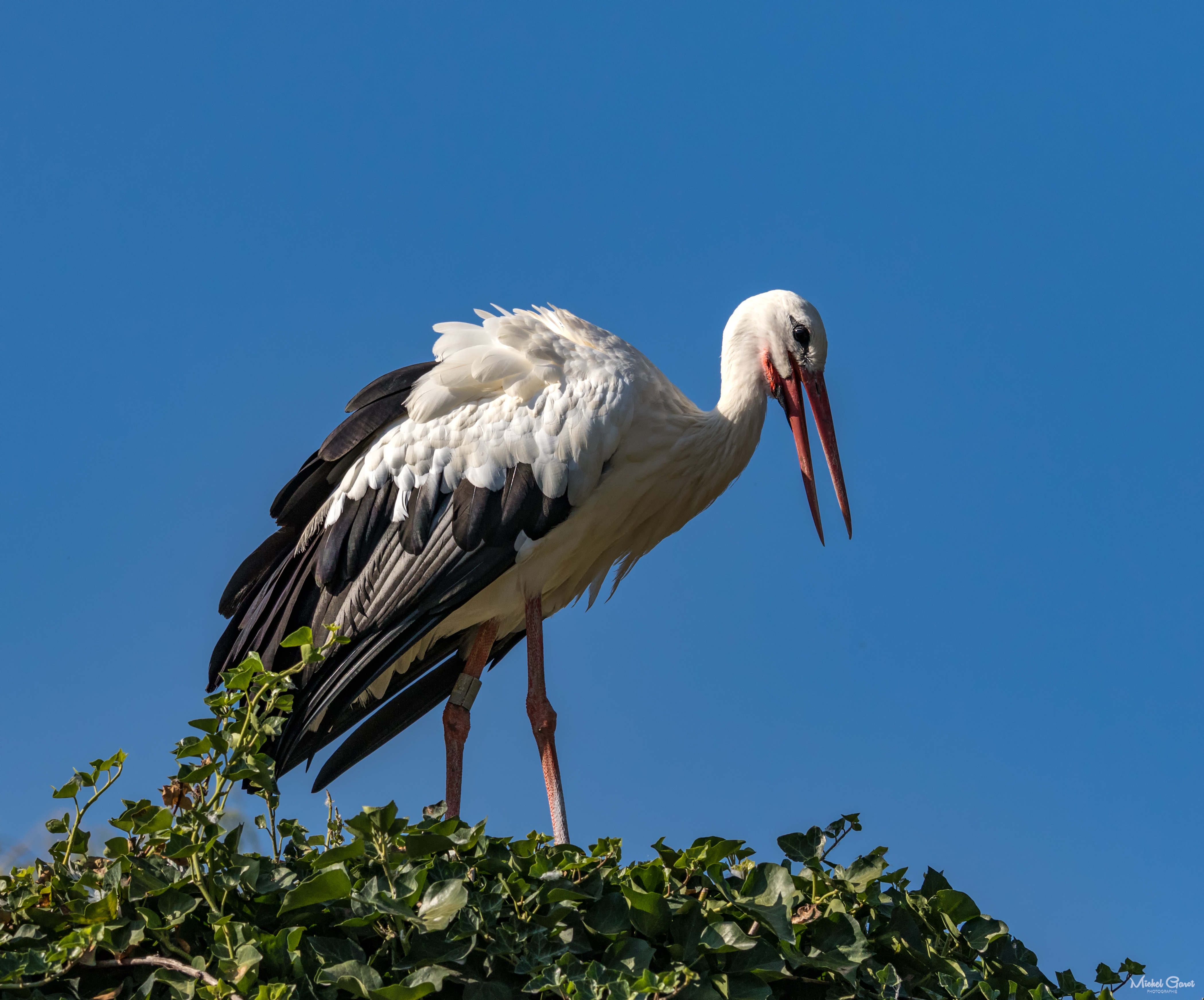 Фото аиста птицы. Белый Аист. Аистообразные Ciconiiformes Бетховен. Stork птица. Аист в траве.