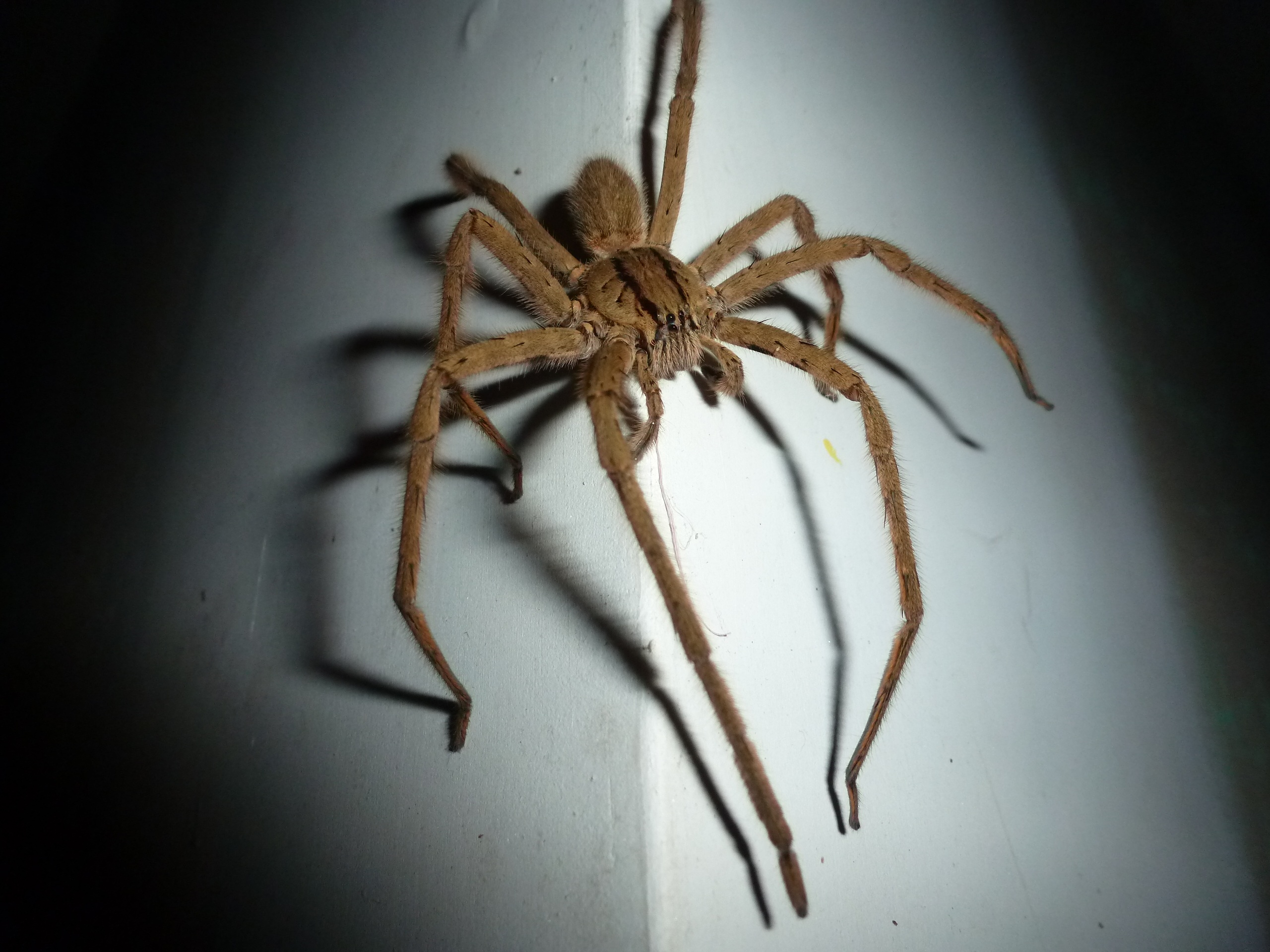 Wolf Spider close up free image download