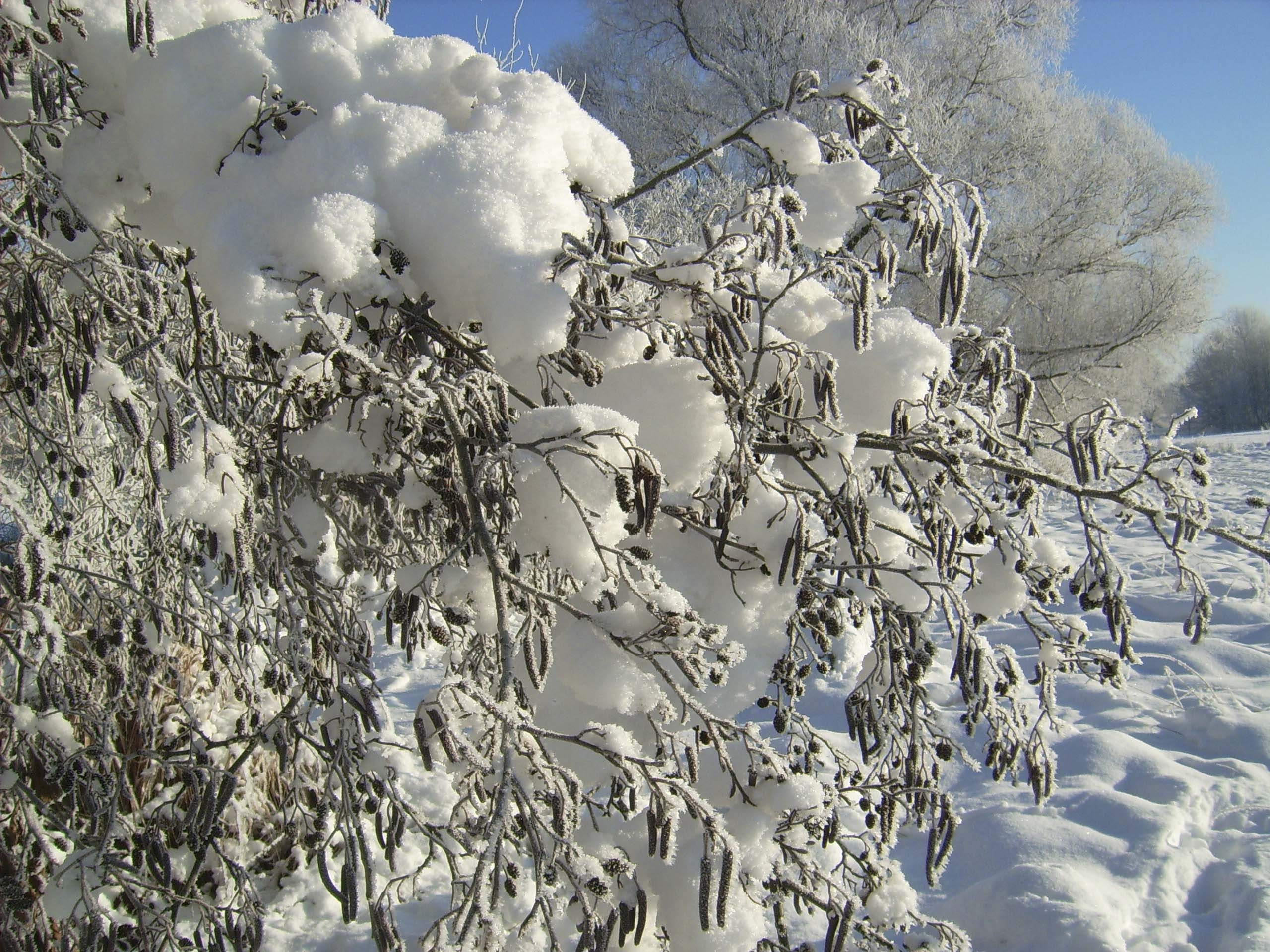 Мороз на деревьях