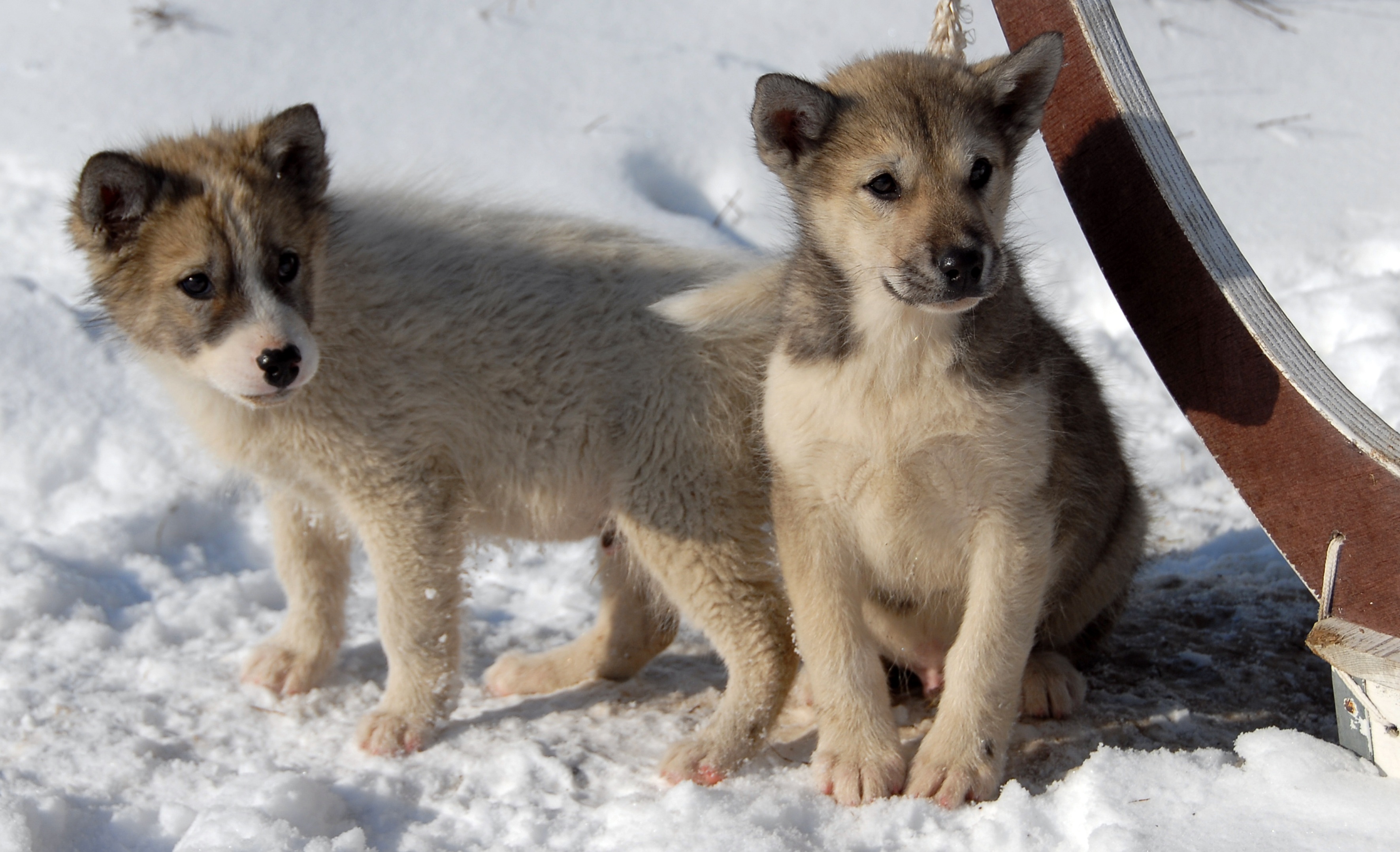 Greenland Dogs Puppy free image download