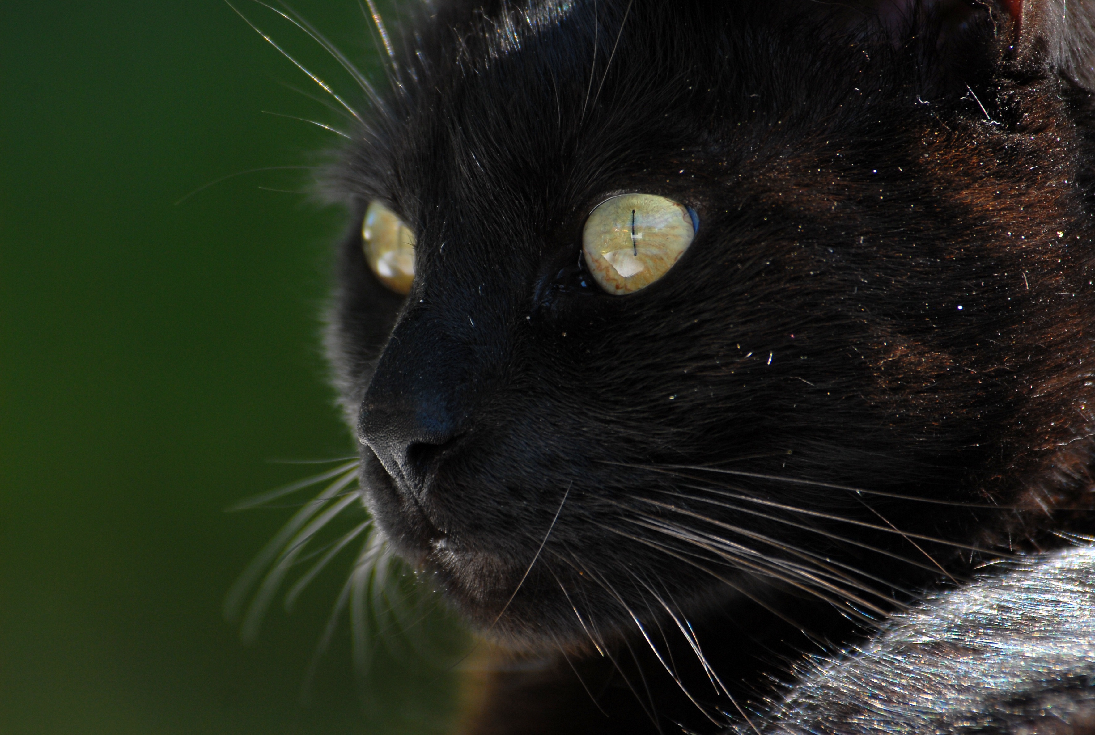 Cat Black Whiskers free image download