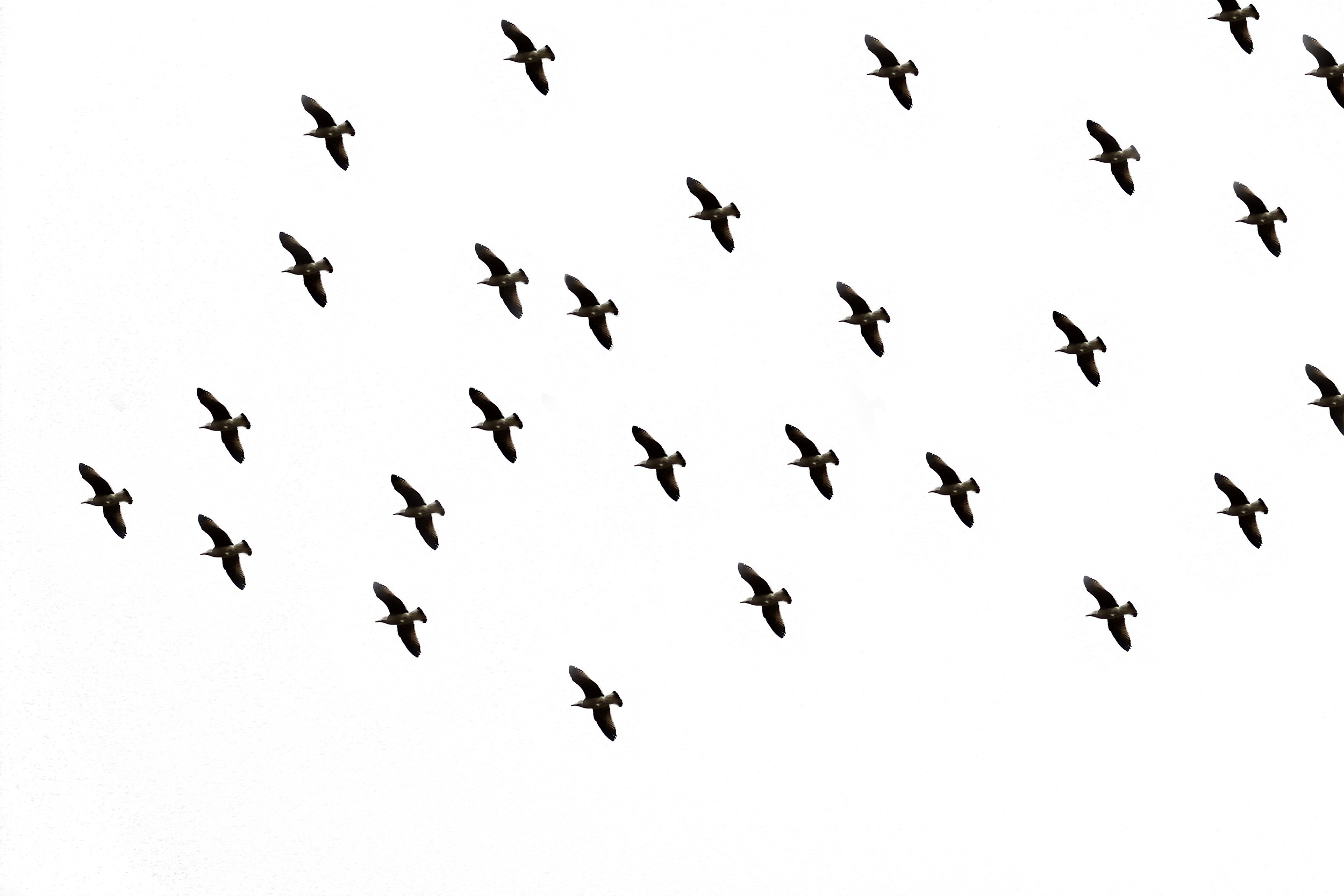 Стая перелетных птиц в небе