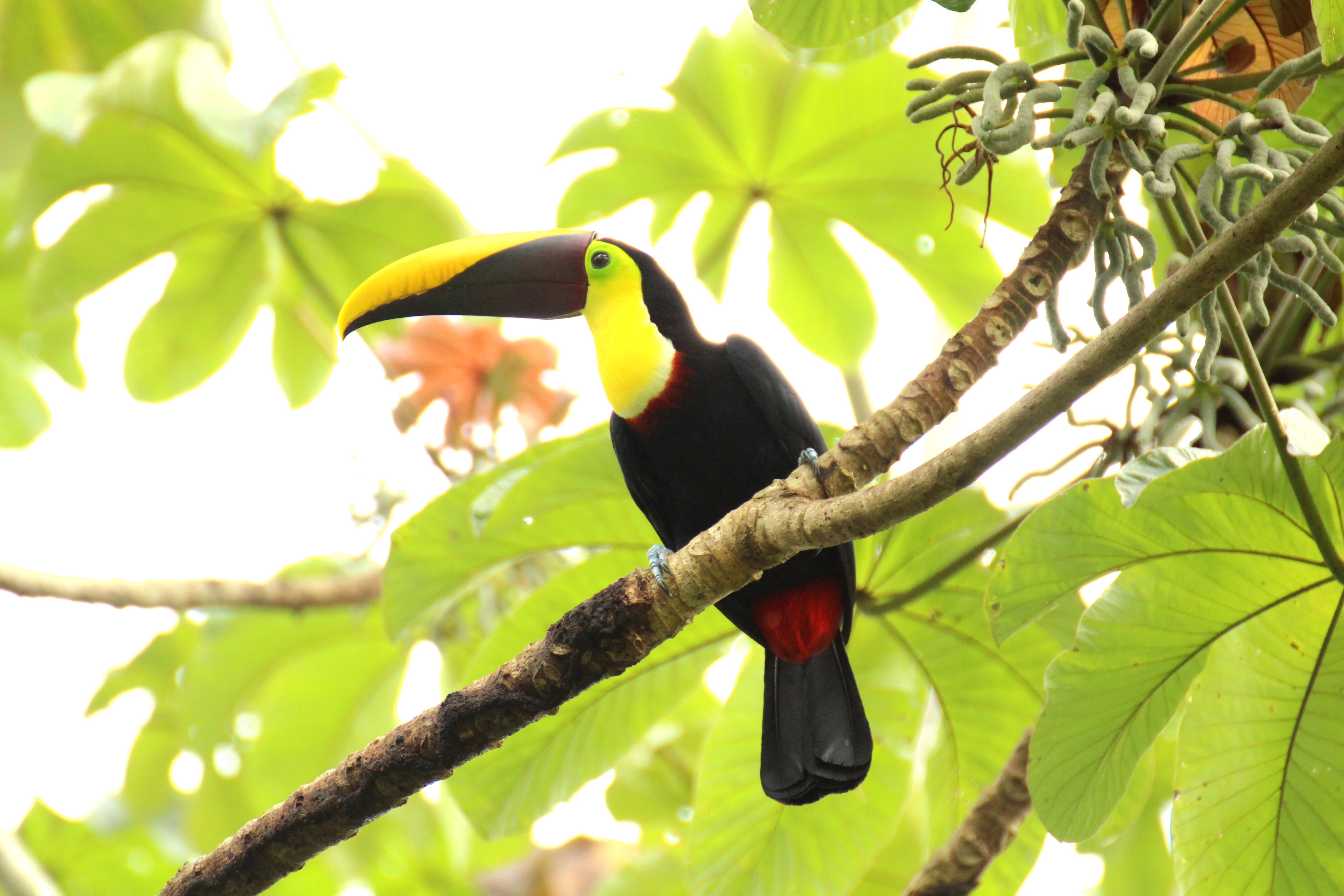 Животный мир экваториальных тропических лесов. Тукан Коста Рика. Птицы Африки Тукан. Тукан Южная Америка. Сельва туканы.