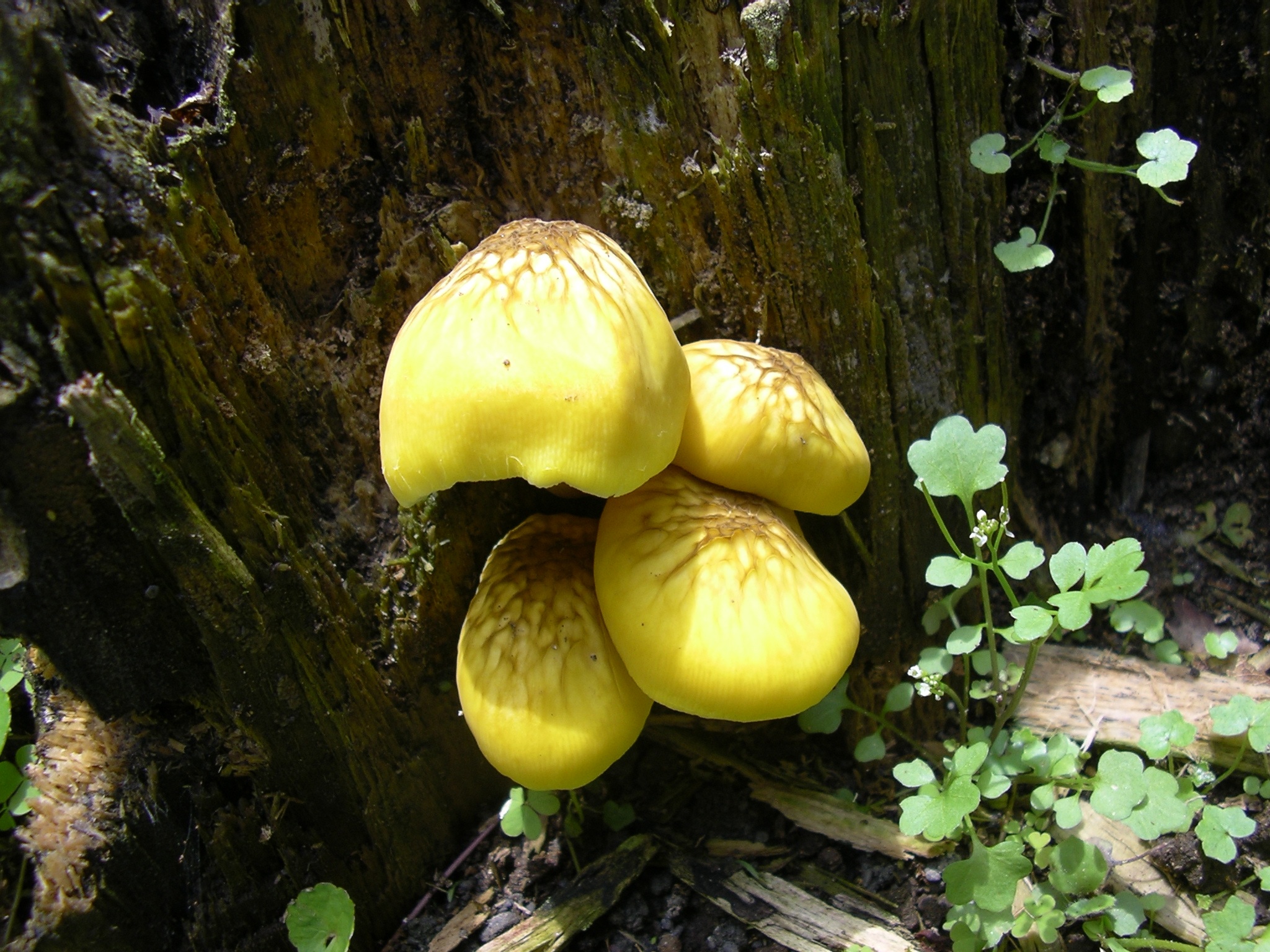 Жёлтый длинный гриб