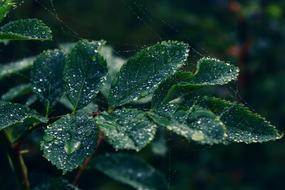 Leaves Green Plant