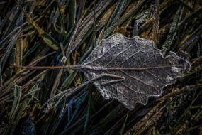 Hoarfrost Frozen Leaf