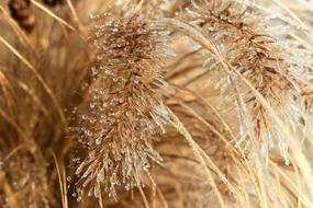 Leaf Grass Frost