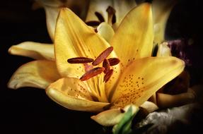 Flower Plant Nature