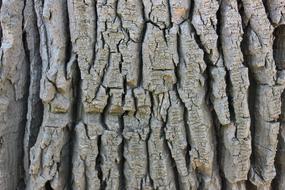 Bark Texture wood