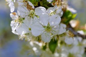 White Flowers on Tree in Spring