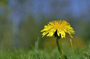 Dandelion Meadow Spring