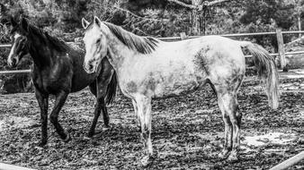 perfect Horses Farm