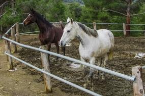 impressively beautiful Horses Farm Animal