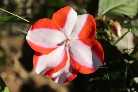 Impatiens Flower Plant