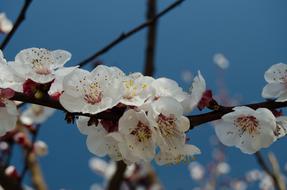 Spring white Flowers on branches