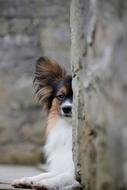 closeup photo of goodly Papillon dog