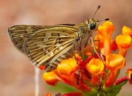 goodly Insect Butterfly