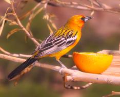 goodly Oriole Bird Wildlife