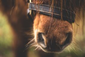 head of brown pony close up on blurred background