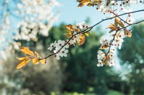 Blossom Spring Nature