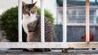 fabulous Cat Prison Animal