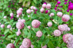 purple Globe Amaranth Flowers