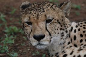 Cheetah in Zoo, head portrait