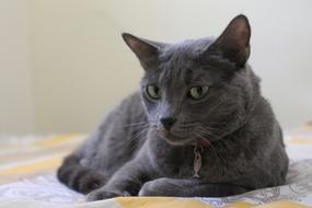 Gata Grey Pet relax