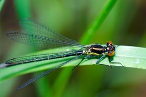 goodly Dragonfly Insect