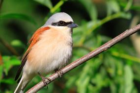 perfect Red-Backed Shrike
