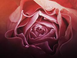 rosa texture grunge vintage petals drawing