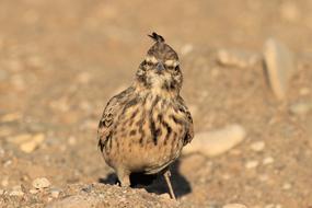 Beautiful and colorful crested lark bird