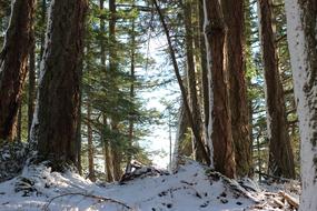 Woods Winter Path