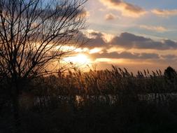 Tree Reed Water