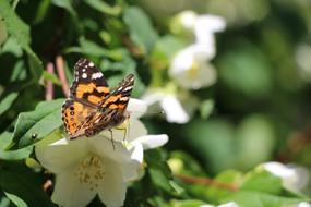 summer butterfly and white flowers