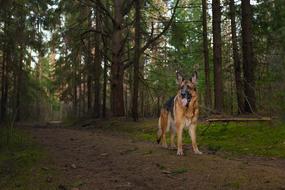 goodly German Shepherd Dog Forest