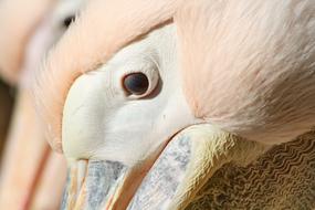 head of a pink pelican close up