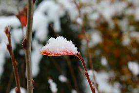 Autumn Winter Snow Golden