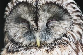 portrait photo of a sleeping owl bird