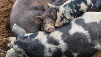 Pigs and Baby Cute