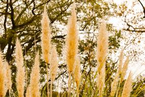 Outdoor Tree Grass