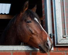 Horse looking from Window