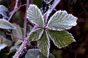 Frost Leaves Cold