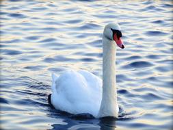 white swan on the water at dusk close-up