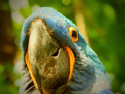 goodly Parrot Blue Bird