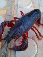 freshwater crayfish on the table