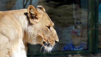 Zoo wild lioness Animal