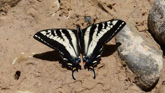 Butterfly black and white insect