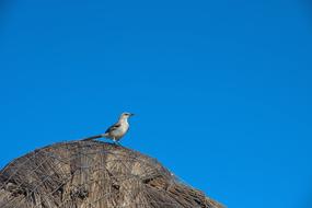 little gray bird sits on a haystack