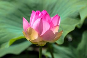 water pink lotus in a pond